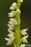 Dennenorchis (Goodyera repens) 