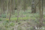 Marsh Marigold (Caltha palustris)