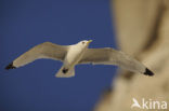 Black-legged Kittiwake (Rissa tridactyla)