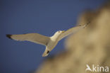 Black-legged Kittiwake (Rissa tridactyla)