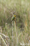 Little Bee-eater (Merops pusillus)