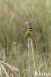 Little Bee-eater (Merops pusillus)