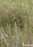 Little Bee-eater (Merops pusillus)
