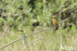Little Bee-eater (Merops pusillus)