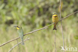 Little Bee-eater (Merops pusillus)