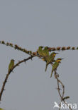 Little Bee-eater (Merops pusillus)