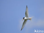 Little Tern (Sterna albifrons)