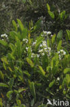 Echt lepelblad (Cochlearia officinalis ssp. officinalis) 