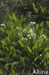 Common Scurvygrass (Cochlearia officinalis ssp. officinalis)