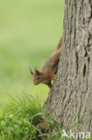 Red Squirrel (Sciurus vulgaris)