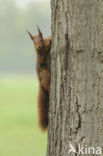 Red Squirrel (Sciurus vulgaris)