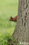 Red Squirrel (Sciurus vulgaris)