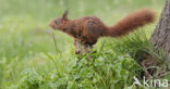 Eekhoorn (Sciurus vulgaris)