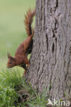 Red Squirrel (Sciurus vulgaris)