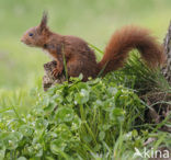 Eekhoorn (Sciurus vulgaris)