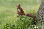 Eekhoorn (Sciurus vulgaris)