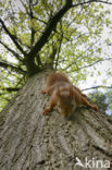 Red Squirrel (Sciurus vulgaris)