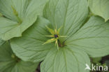 Herb-Paris