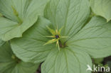 Herb-Paris