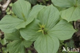 Eenbes (Paris quadrifolia)