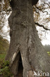 Oak (Quercus)