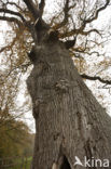 Oak (Quercus)