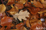 Oak (Quercus)