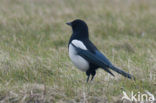 Black-billed Magpie (Pica pica)