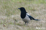 Black-billed Magpie (Pica pica)