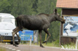 Eland (Alces alces)