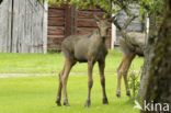 Eland (Alces alces)