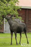 Eland (Alces alces)