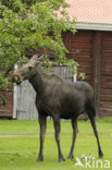 Eland (Alces alces)