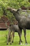 Eland (Alces alces)