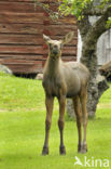 Eland (Alces alces)