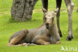 Elk (Alces alces)