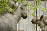 Eland (Alces alces)