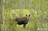 Eland (Alces alces)