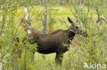 Eland (Alces alces)