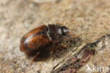 Epuraea melanocephala