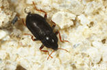 Esolus angustatus