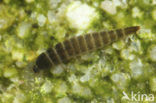 Esolus angustatus