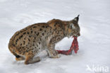 Euraziatische lynx (Lynx lynx) 