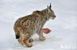 Euraziatische lynx (Lynx lynx) 