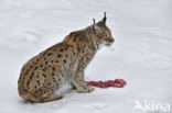 Euraziatische lynx (Lynx lynx) 