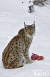 Euraziatische lynx (Lynx lynx) 