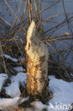 Europese bever (Castor fiber) 