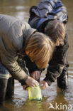 River Crayfish (Astacus astacus) 