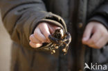 River Crayfish (Astacus astacus) 