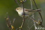 Willow Warbler (Phylloscopus trochilus)
